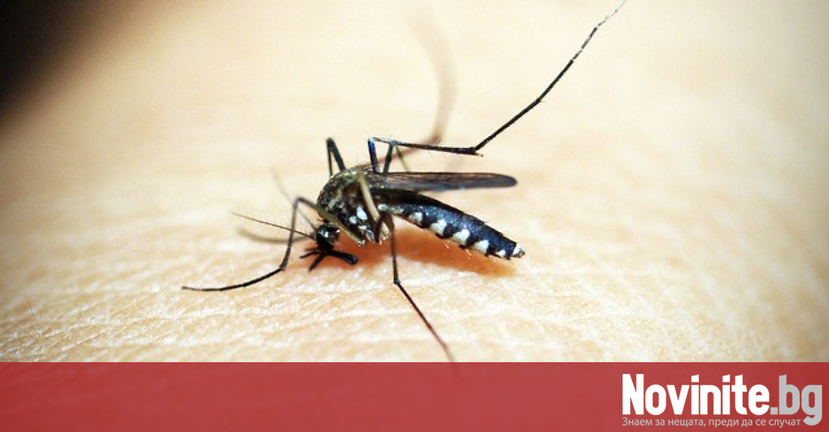 Комарите са едни от малкото насекоми, които развиват вкус към