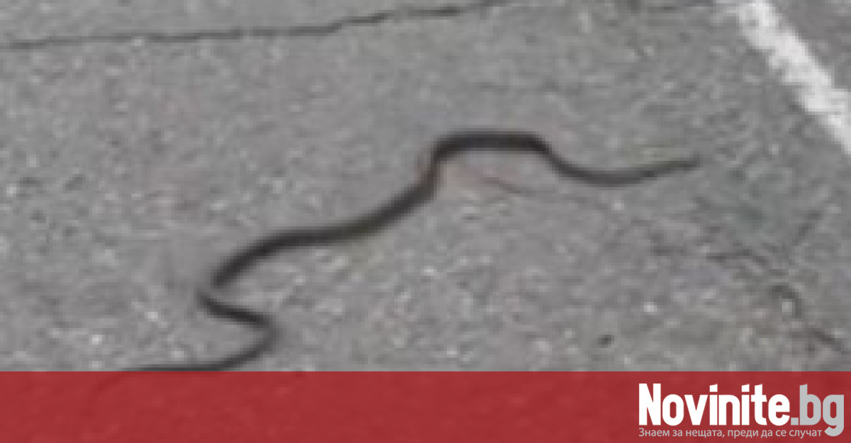 Змии плъзнаха в централната част на Благоевград Бумът на влечугите