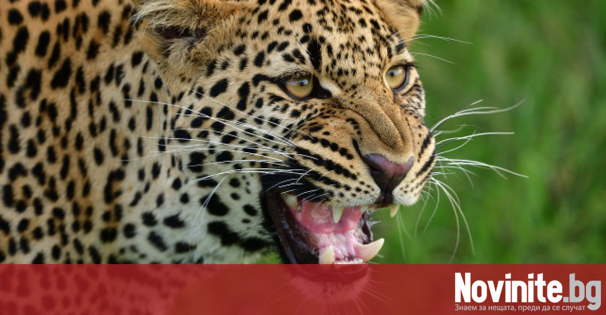 Леопард от зоологическата градина в Стара Загора е избягал от
