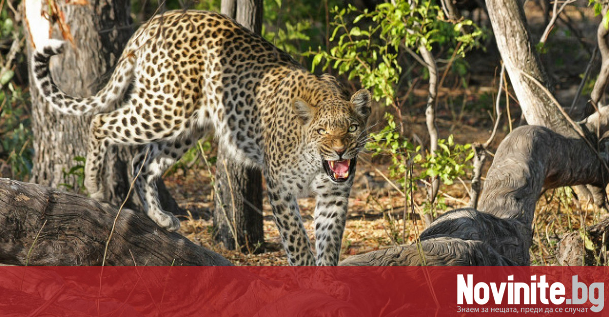 Напусналият своето местообитание в Зоопарка леопард своевременно е локализиран упоен