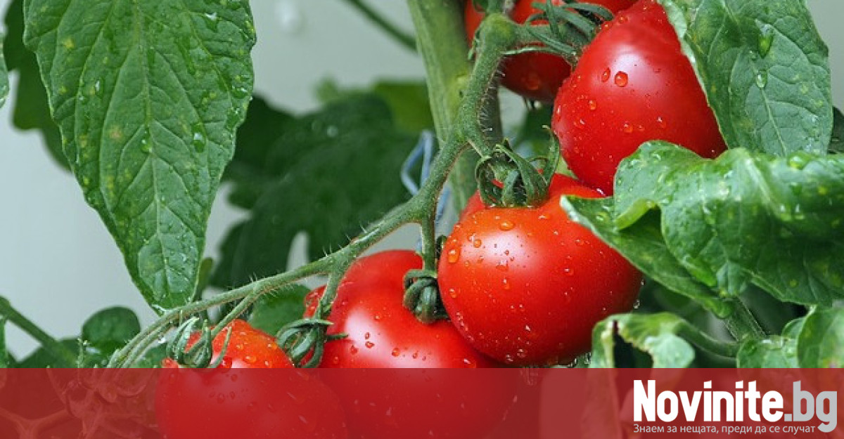 Създадени са четири нови сорта български домати – два от