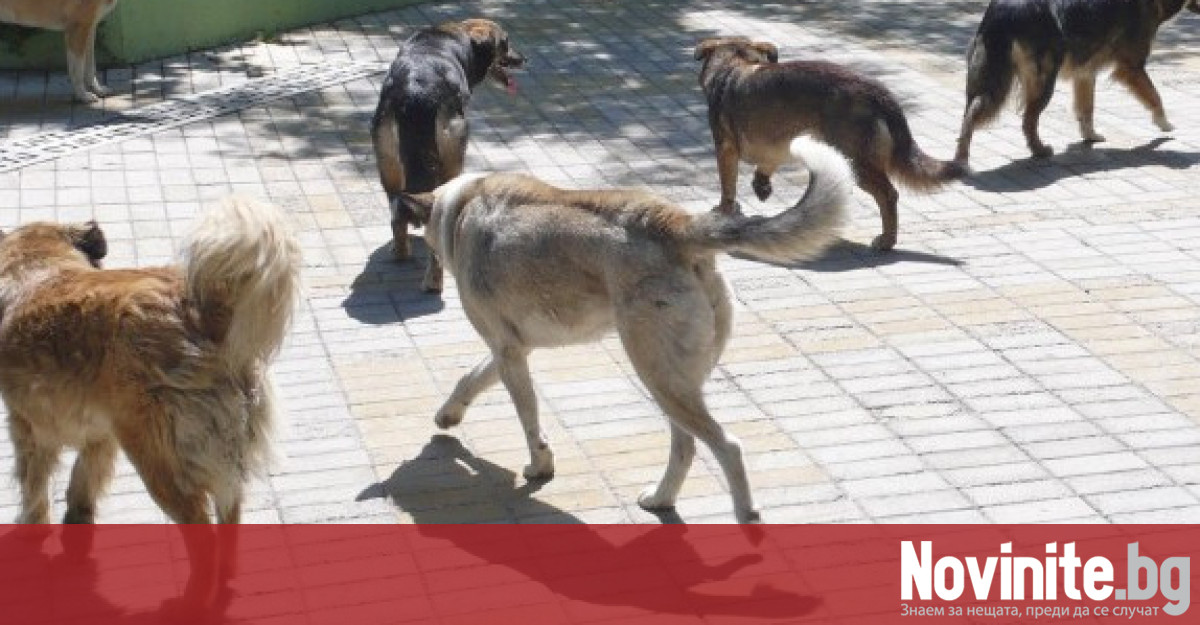 Глутница кучета нападна 4 годишно дете в Асеновград твърди неговата майка