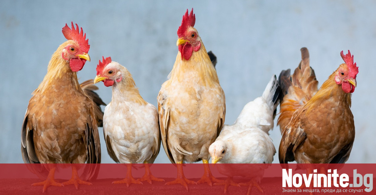 Новите огнища на птичи грип представляват риск не само за