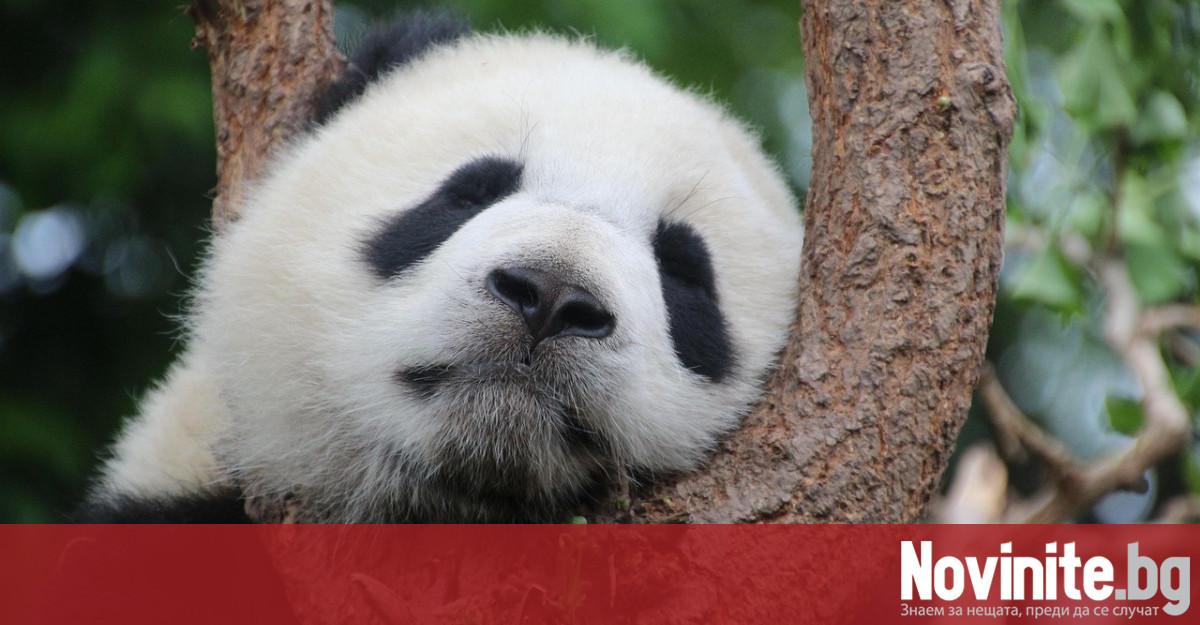 Кадри с хълцаща панда взривиха социалните мрежи На кадрите се