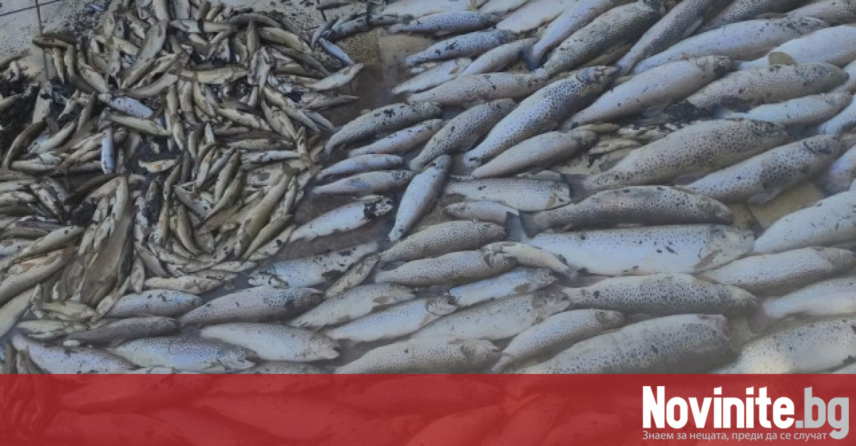 Стотици риби измряха по поречието на река Черна в смолянския