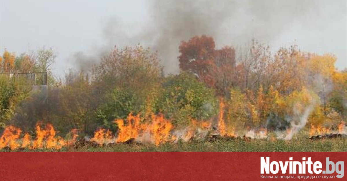 Близо 300 декара общинска широколистна гора е изгоряла при пожара