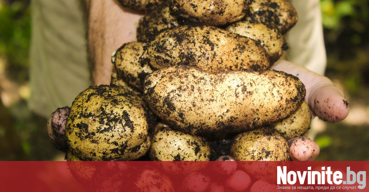 Картофите са широко разпространен зеленчук и могат да се видят