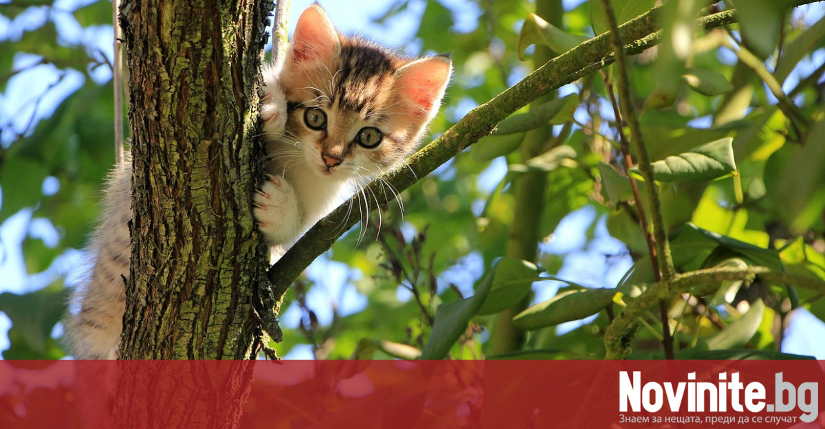 Хиляди котки в Кипър са били засегнати от началото на