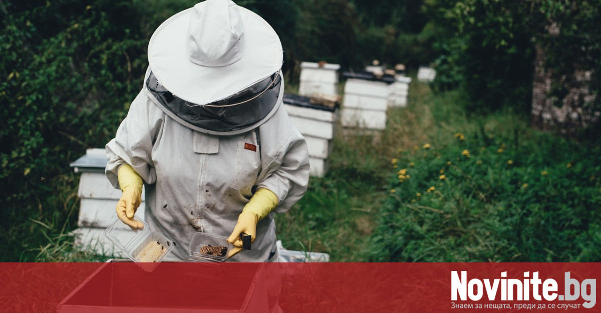 Смъртността на пчелните семейства през последните години се дължи най-вече