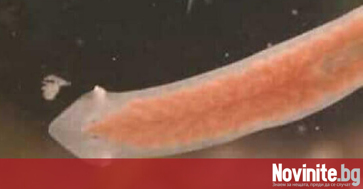 Странен извънземен червей беше открит след обилен снеговалеж в Индия.Създанието,