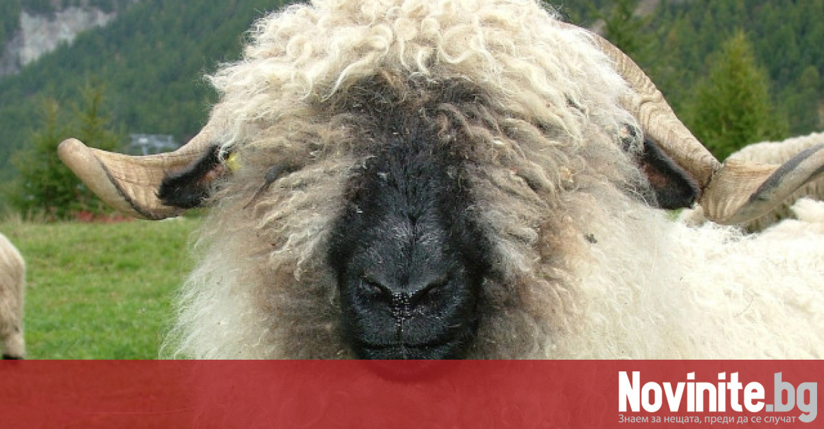80 годишен американец бе арестуван защото създал овце мутанти Артър Джак Шубарт