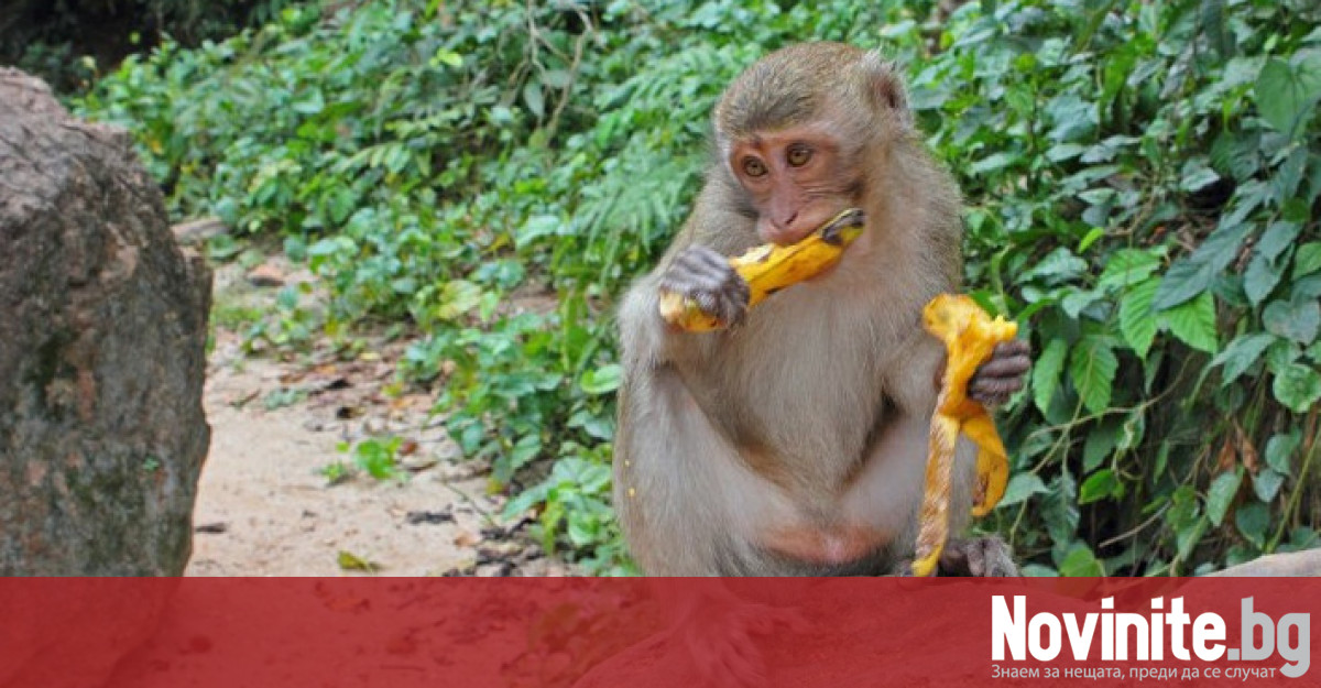 Вече маймуните също ще трябва да отговарят пред полициятаМаймуните в