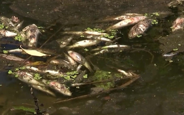 Своге пред екокатастрофа заради десетки тонове измряла риба