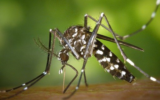 Заплашва ни още една болест, пренасяна от комари