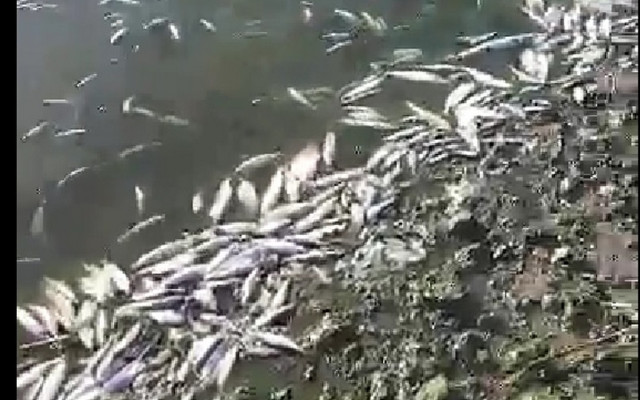 ВИДЕО Тонове умряла риба изплува от язовир край бургаския квартал "Меден рудник"