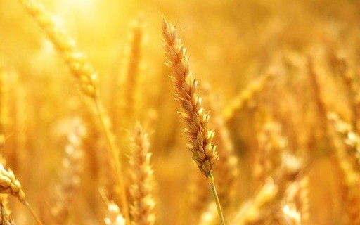 Родни производители на протест срещу вноса на украинското зърно