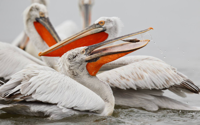 100 къдроглави пеликани ще зимуват в бургаското Атанасовско езеро