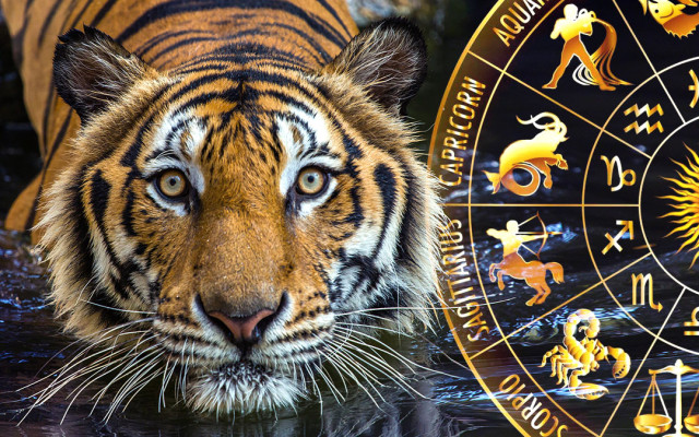 Змията дразни Тигъра с капризи: Задават се кавги на Земята