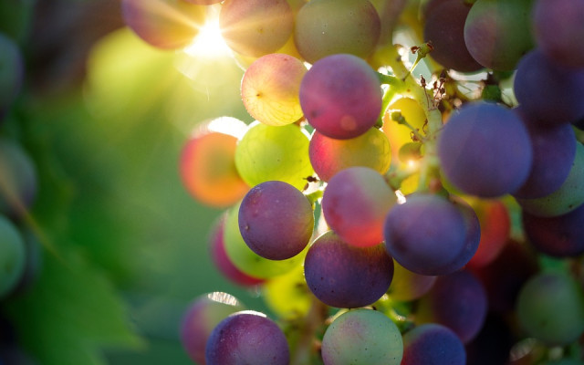 Нерегламнтиран внос на евтино румънско грозде сваля цените на родните производители