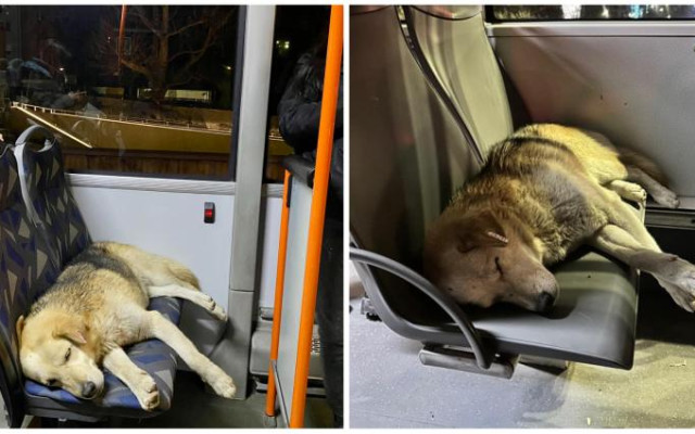 Историята на тъжното куче без билет в София: Самуил