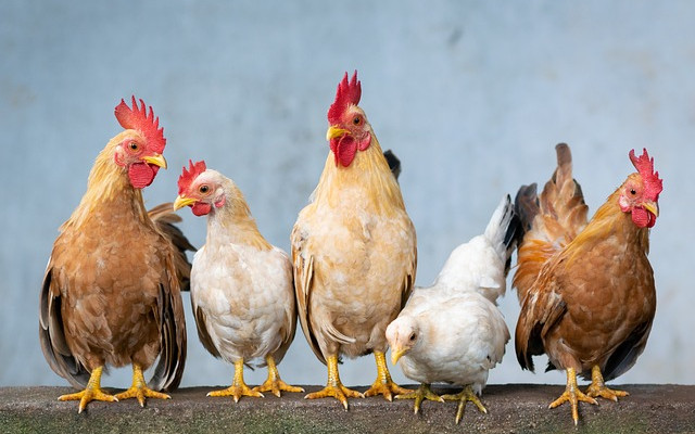 Откриха огнище на птичи грип в Етрополе, умъртвяват над 25 000 птици
