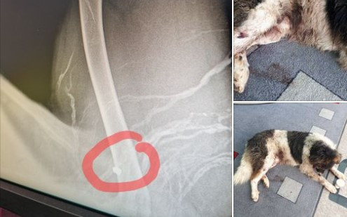 Поредната жертва на жестокостта на човека: Спасиха простреляно куче в Павел баня