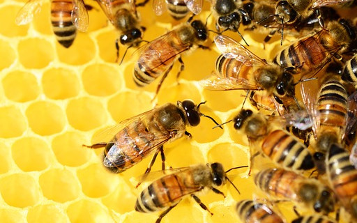 Какво ще стане, ако пчелите изчезнат