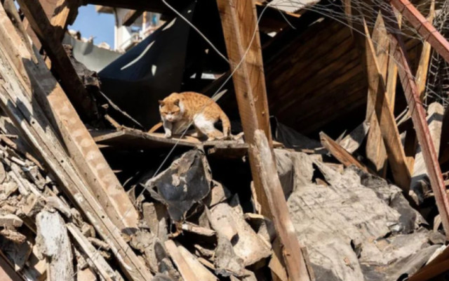 "Четири лапи" помага на животни в Турция и Сирия след земетресенията