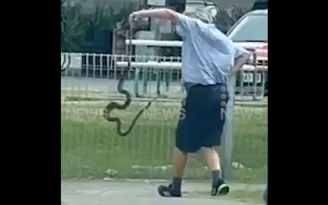 Шофьор на автобус сътвори задръстване, за да спаси двуметрова змия (ВИДЕО)