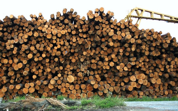 Интензивни проверки за незаконен дърводобив в цялата страна