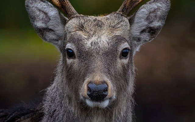 Убит от бракониери елен е намерен в Шуменско