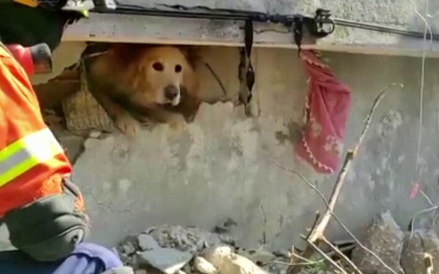 ЧУДО: Куче бе спасено след 23 дни под отломките на сграда