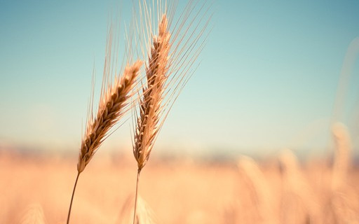 Заради липса на валежи: Реколтата от пшеница в Добруджа е под въпрос