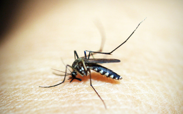 Комари: Носители на болести и как да се предпазим от тях