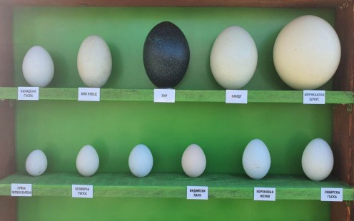 Колекция от екзотични яйца в бургаския зоопарк