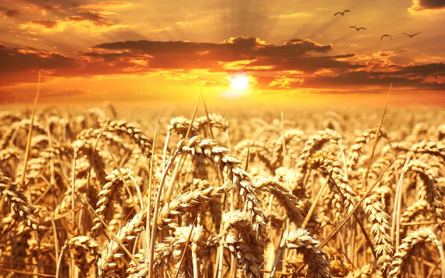 Явор Гечев: Вносът на зърно от Украйна не се разпределя справедливо в ЕС