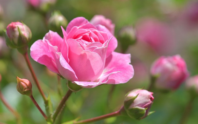 Със закъснение от месец: Започна кампанията по събиране на маслодайната роза