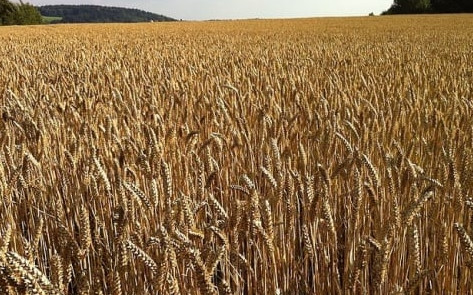 Ето коя страна измества Египет и Турция и ще стане най-големият купувач на пшеница