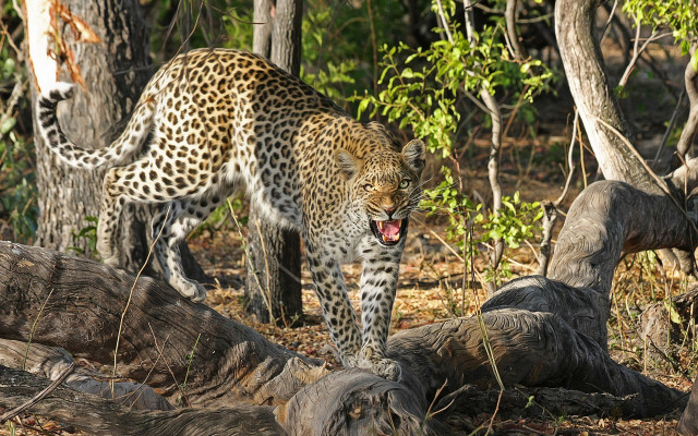 Хванаха леопарда-беглец Данте, драснал от зоопарка в Стара Загора
