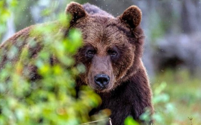 Ловец даде 50 кинта, отстреля опасна мечка в Смолянско
