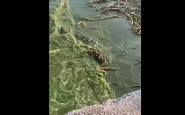 Заради страшното замърсяване на морето от Каховка: Затвориха плажовете на Одеса