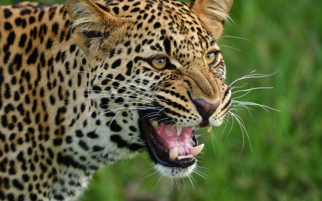 Издирва се: Леопард драсна на свобода от зоопарка в Стара Загара