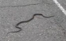 Ужас! Змии  плъзнаха в центъра на Благоевград