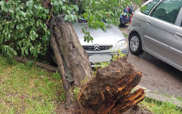 След бурята в София: Паднали клони и дървета