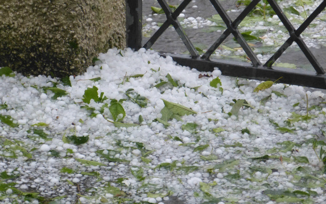 След градушката в Плевенско: Реколтата е почти напълно унищожена