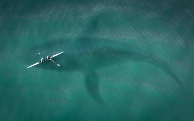 Нашмъркани с кока акули щурмуват плажовете, предупреждават специалисти