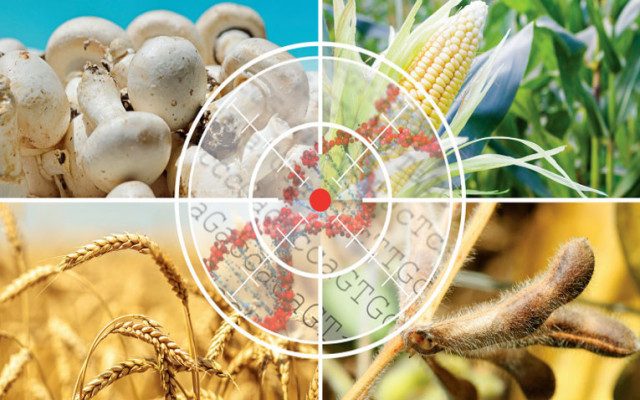 Опасни ли са ГМО? ЕС разхлабва регулациите