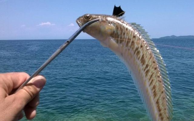 Три вида отровни риби живеят в Черно море, ето кои са те