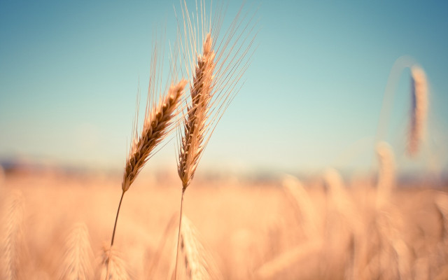 България се отказа да иска забрана за внос на пшеница от Украйна