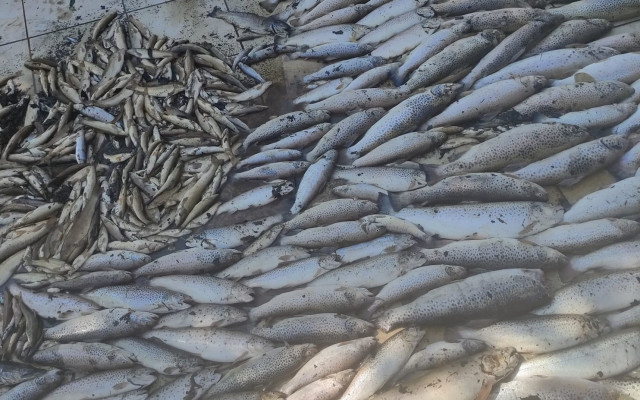 Масов мор на риба в р. Черна, а виновни няма, засега